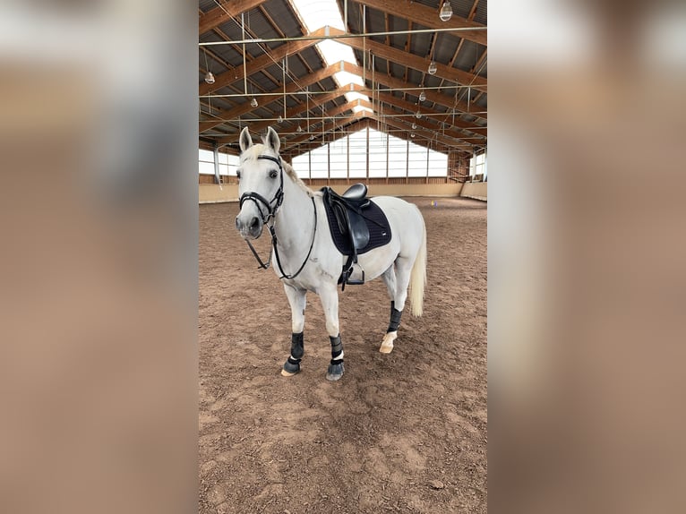 Sonstige Rassen Wallach 23 Jahre 154 cm Schimmel in Eppelheim