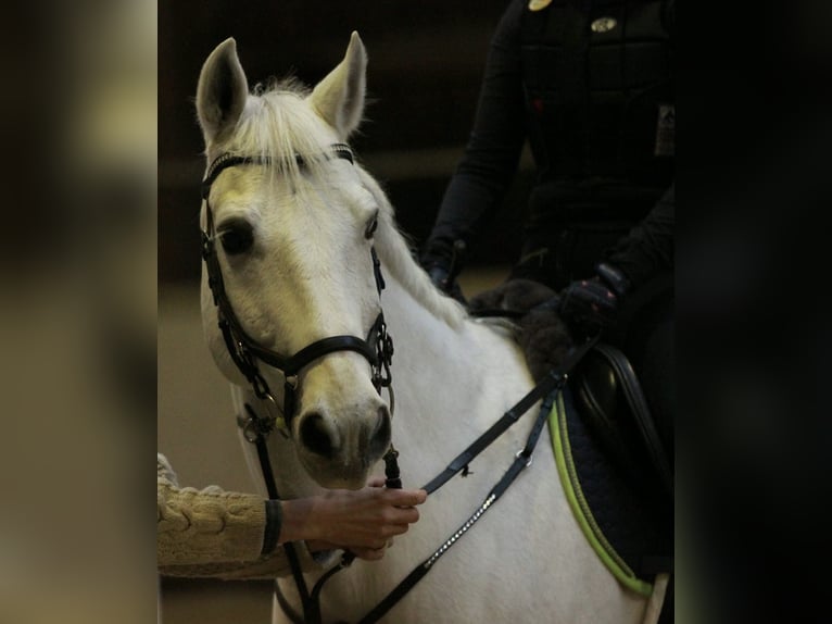 Sonstige Rassen Wallach 23 Jahre 154 cm Schimmel in Eppelheim