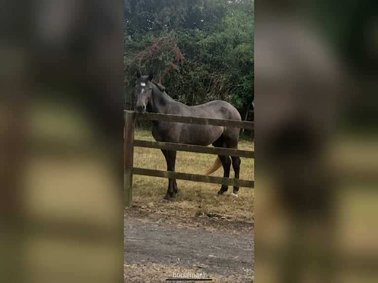 Sonstige Rassen Wallach 2 Jahre 157 cm Roan-Bay in Kildare