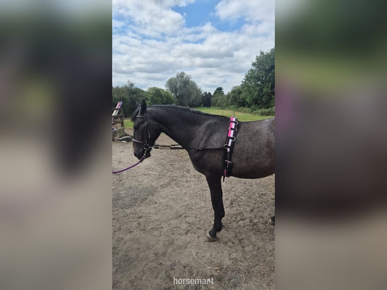 Sonstige Rassen Wallach 2 Jahre 157 cm Roan-Bay in Kildare