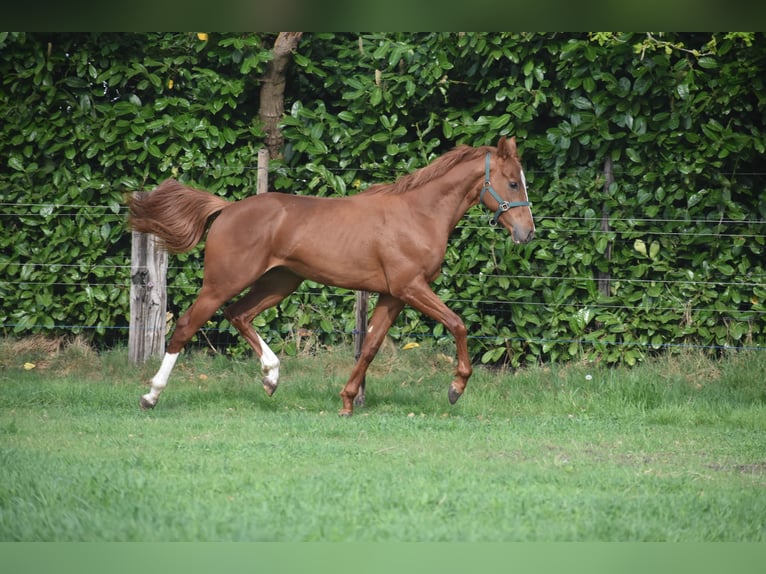 Sonstige Rassen Wallach 2 Jahre 158 cm Fuchs in Achtmaal