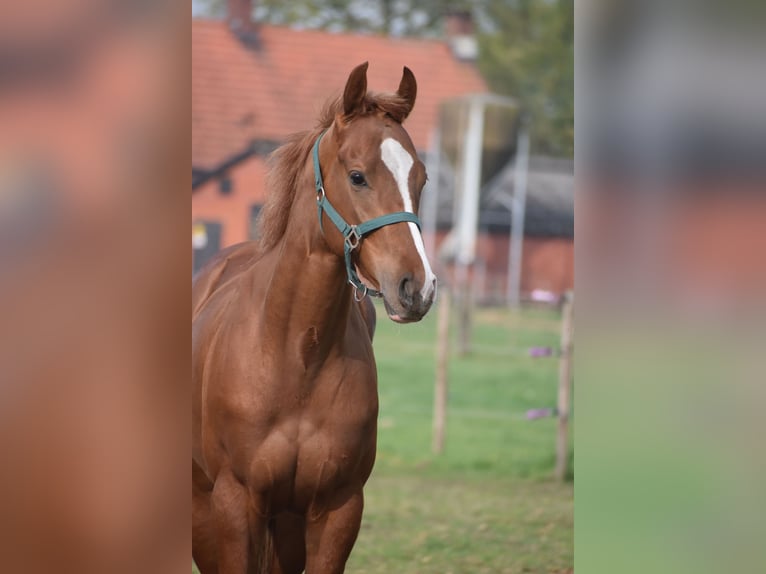 Sonstige Rassen Wallach 2 Jahre 158 cm Fuchs in Achtmaal