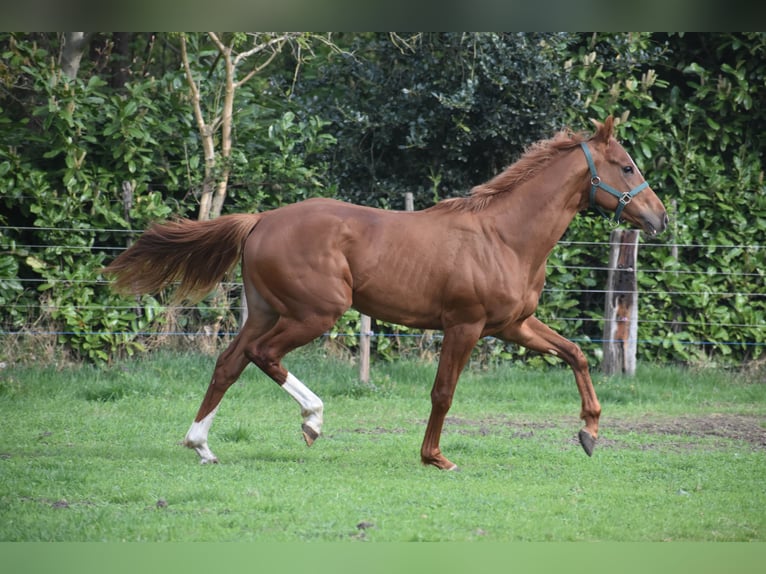Sonstige Rassen Wallach 2 Jahre 158 cm Fuchs in Achtmaal