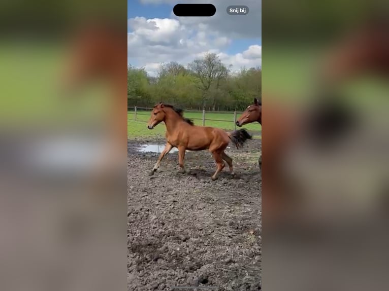 Sonstige Rassen Wallach 2 Jahre 159 cm Dunkelbrauner in Enschede