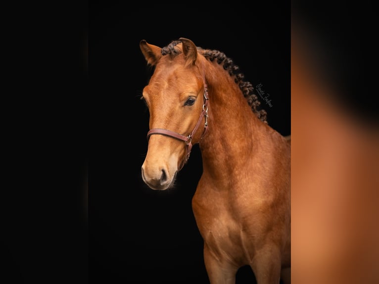 Sonstige Rassen Wallach 2 Jahre 159 cm Dunkelbrauner in Enschede