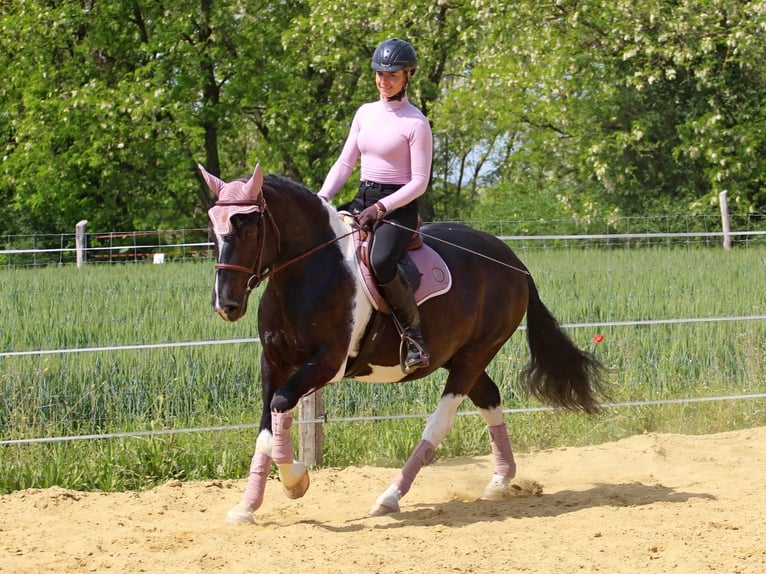 Sonstige Rassen Wallach 2 Jahre 160 cm Schecke in Pér