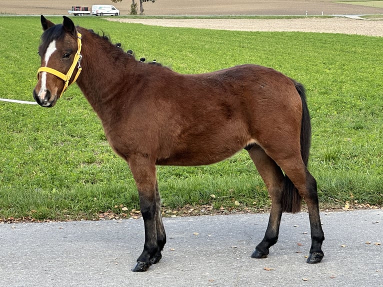 Sonstige Rassen Mix Wallach 3 Jahre 118 cm Brauner in Riedlingen