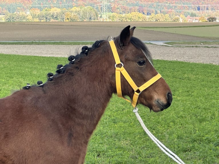 Sonstige Rassen Mix Wallach 3 Jahre 118 cm Brauner in Riedlingen