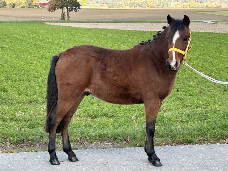 Sonstige Rassen Mix Wallach 3 Jahre 118 cm Brauner in Riedlingen