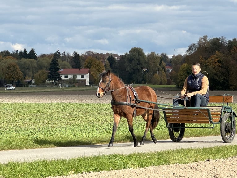 Sonstige Rassen Mix Wallach 3 Jahre 118 cm Brauner in Riedlingen