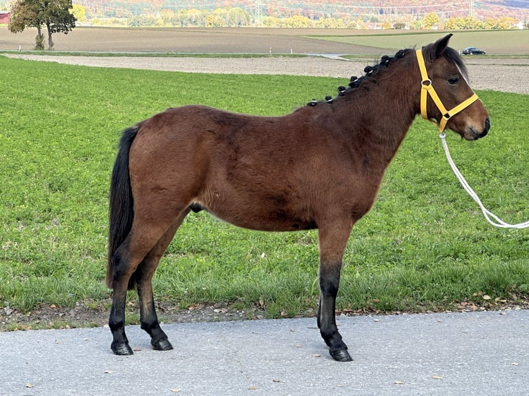 Sonstige Rassen Mix Wallach 3 Jahre 118 cm Brauner in Riedlingen