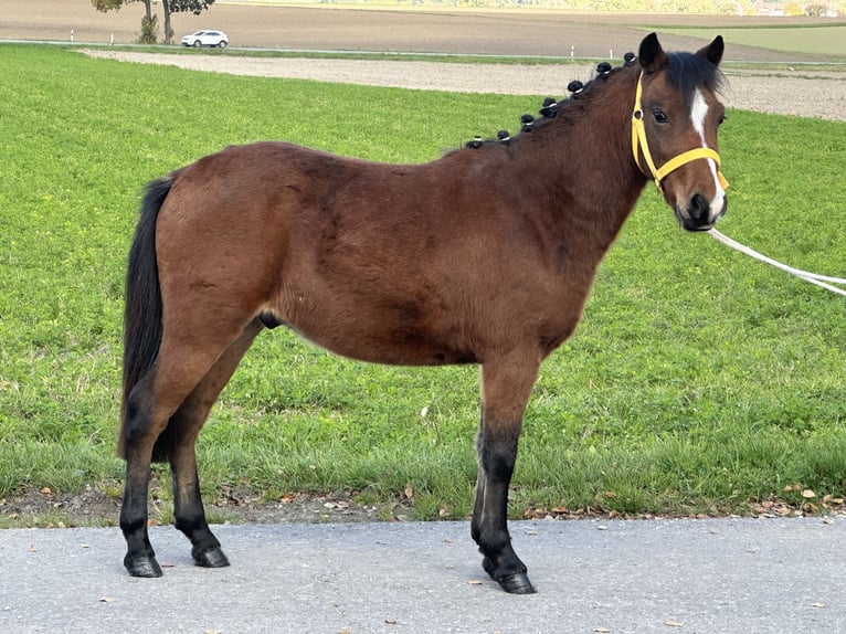 Sonstige Rassen Mix Wallach 3 Jahre 118 cm Brauner in Riedlingen