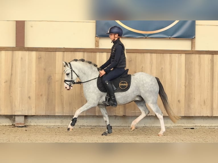 Sonstige Rassen Wallach 3 Jahre 122 cm  in Oost West en Middelbeers