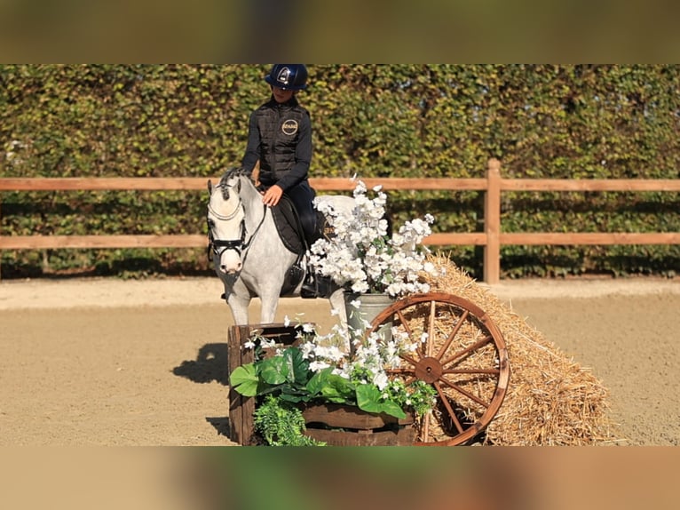 Sonstige Rassen Wallach 3 Jahre 122 cm  in Oost West en Middelbeers