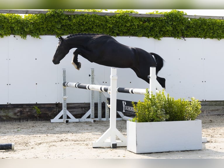 Sonstige Rassen Wallach 3 Jahre 136 cm Schwarzbrauner in Waddinxveen