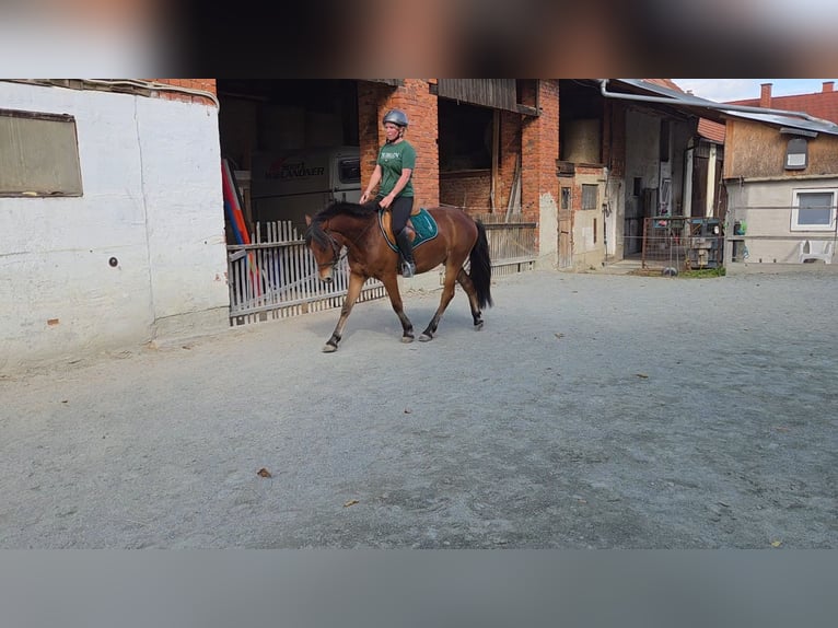 Sonstige Rassen Mix Wallach 3 Jahre 140 cm Brauner in Unterwart