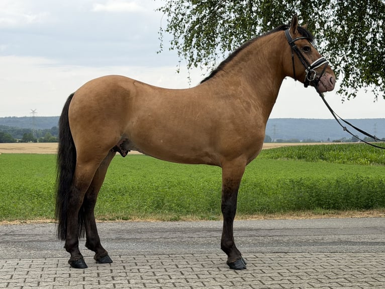 Sonstige Rassen Mix Wallach 3 Jahre 147 cm Falbe in Riedlingen