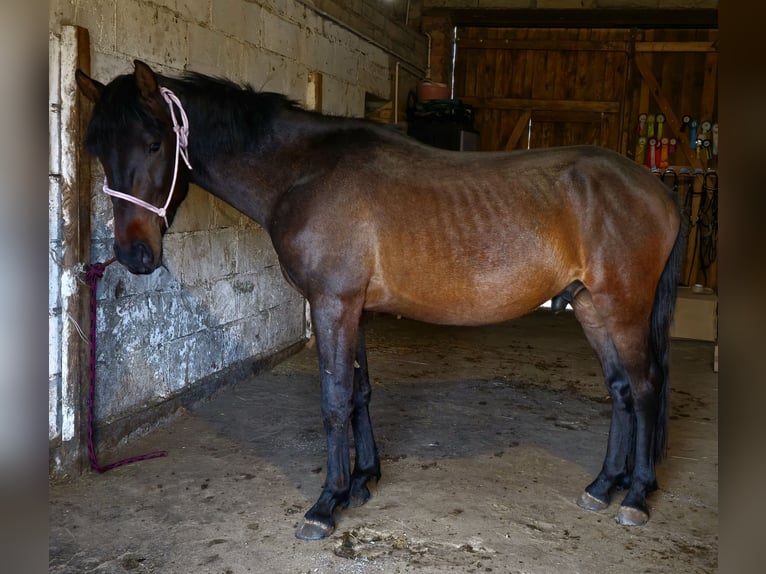 Sonstige Rassen Mix Wallach 3 Jahre 147 cm Schwarzbrauner in Orzechowo