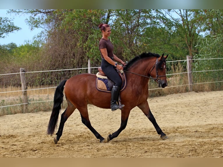 Sonstige Rassen Mix Wallach 3 Jahre 149 cm Rotbrauner in Pér