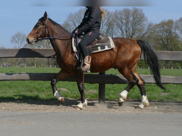 Sonstige Rassen Wallach 3 Jahre 150 cm Brauner in Lathen