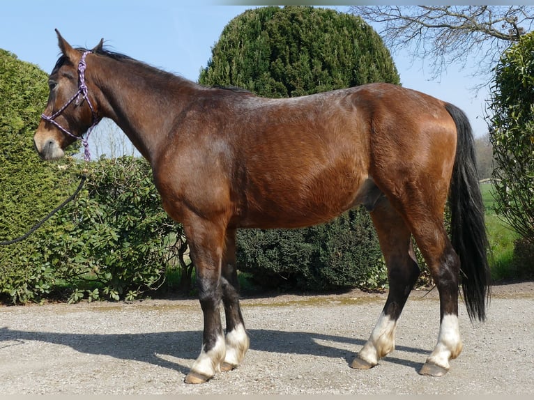 Sonstige Rassen Wallach 3 Jahre 150 cm Brauner in Lathen