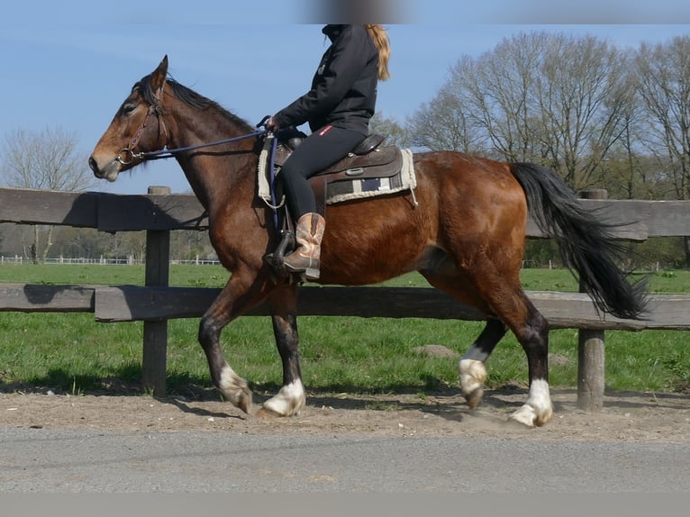 Sonstige Rassen Wallach 3 Jahre 150 cm Brauner in Lathen