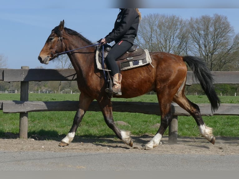 Sonstige Rassen Wallach 3 Jahre 150 cm Brauner in Lathen