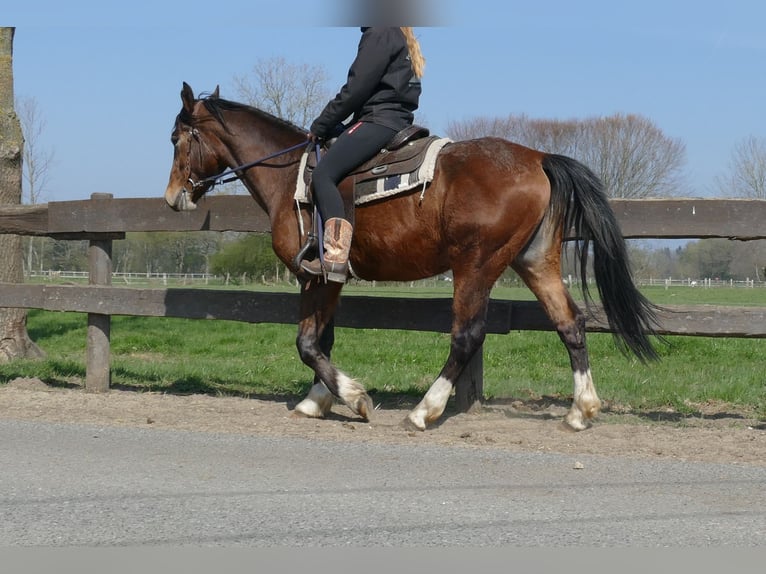 Sonstige Rassen Wallach 3 Jahre 150 cm Brauner in Lathen