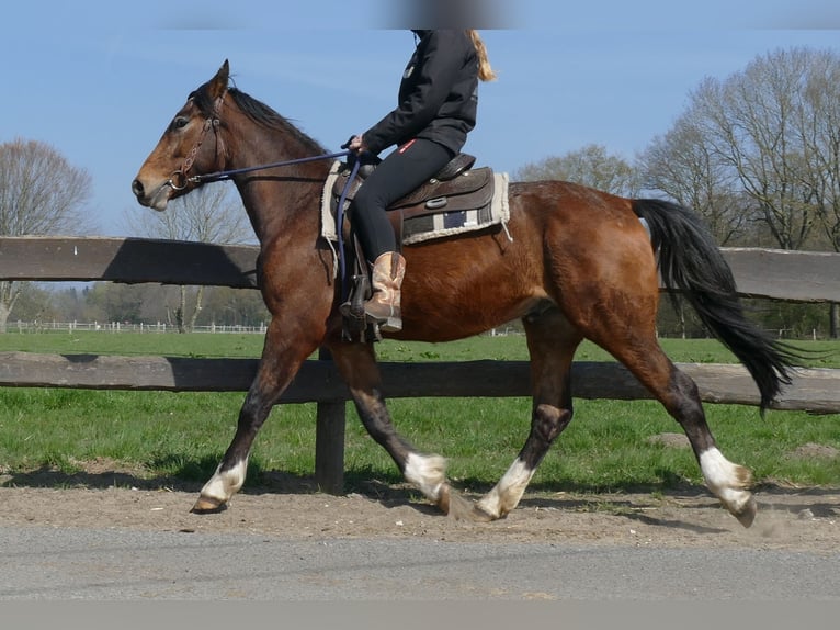 Sonstige Rassen Wallach 3 Jahre 150 cm Brauner in Lathen
