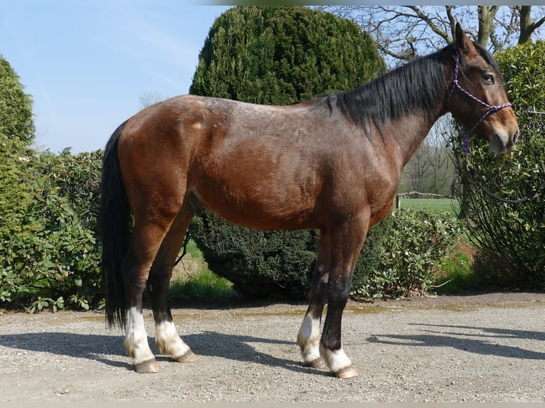 Sonstige Rassen Wallach 3 Jahre 150 cm Brauner in Lathen