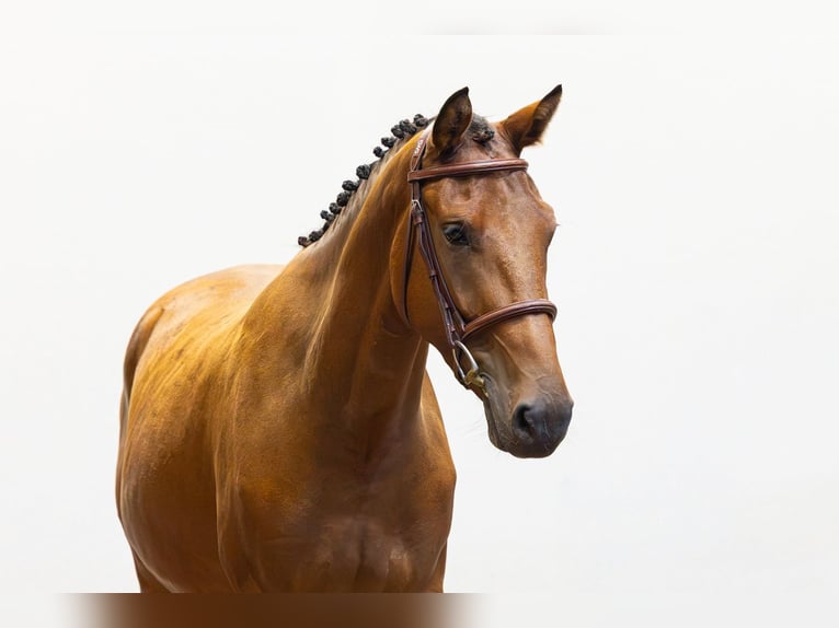 Sonstige Rassen Wallach 3 Jahre 150 cm Brauner in Waddinxveen