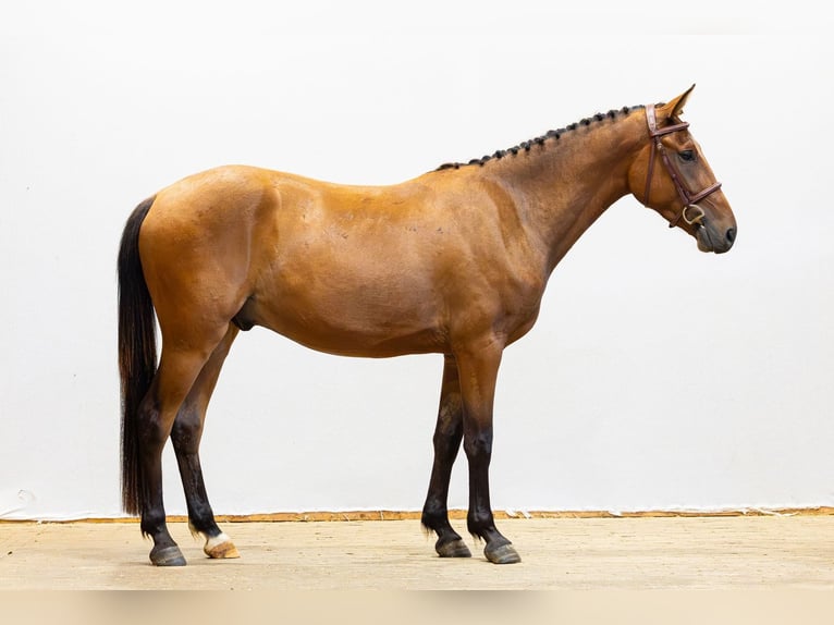 Sonstige Rassen Wallach 3 Jahre 150 cm Brauner in Waddinxveen
