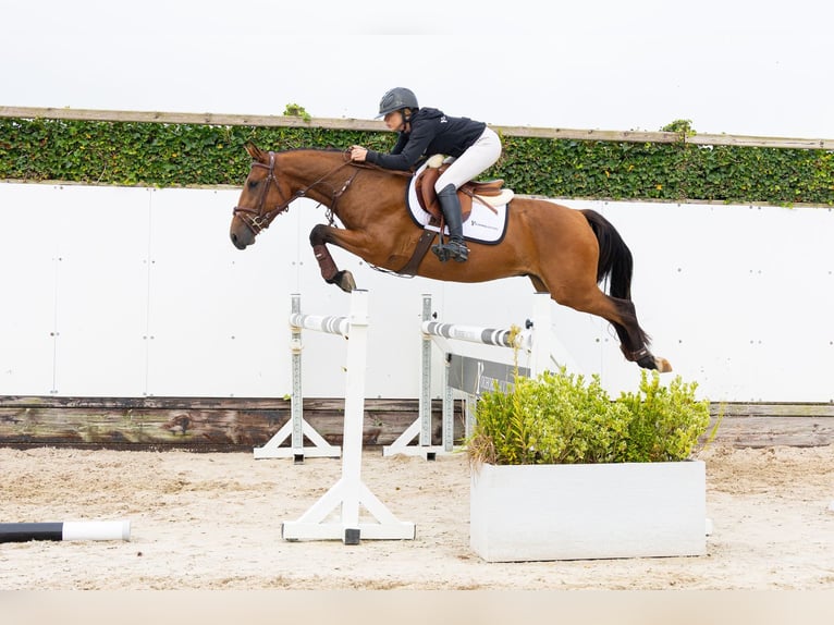 Sonstige Rassen Wallach 3 Jahre 150 cm Brauner in Waddinxveen