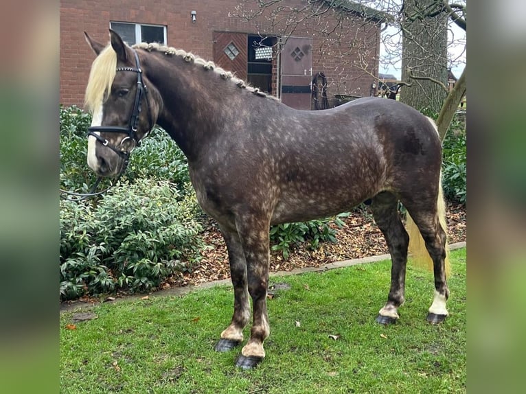 Sonstige Rassen Wallach 3 Jahre 150 cm Dunkelfuchs in Hopsten