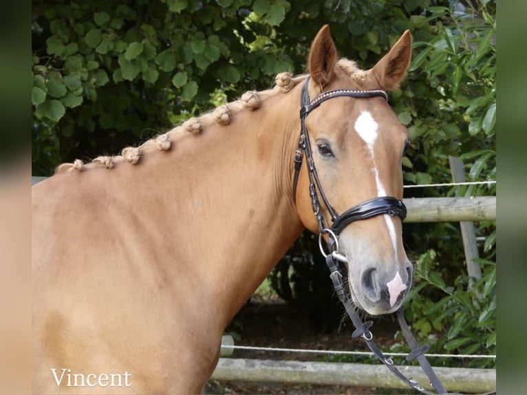 Sonstige Rassen Wallach 3 Jahre 150 cm Fuchs in Bünde