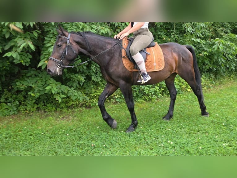 Sonstige Rassen Wallach 3 Jahre 151 cm Dunkelbrauner in Linkenbach