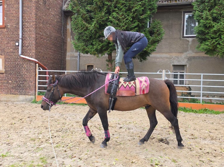 Sonstige Rassen Wallach 3 Jahre 151 cm Dunkelbrauner in Linkenbach