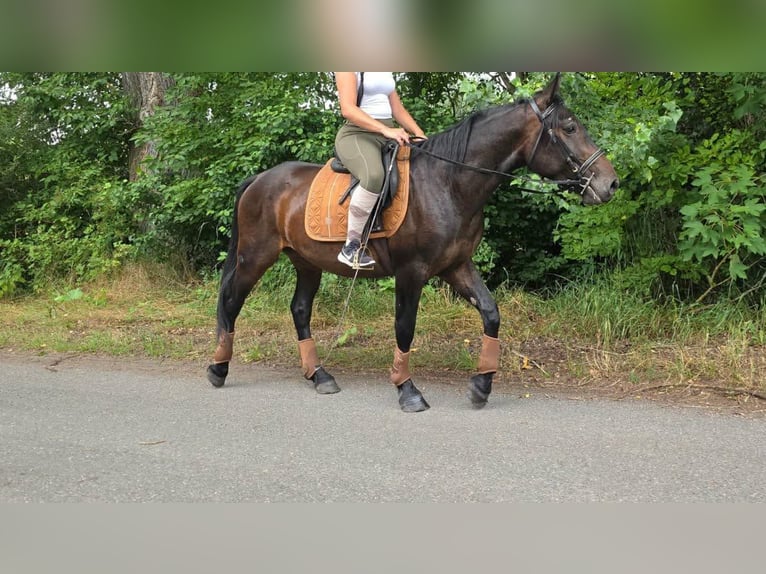 Sonstige Rassen Wallach 3 Jahre 151 cm Dunkelbrauner in Linkenbach