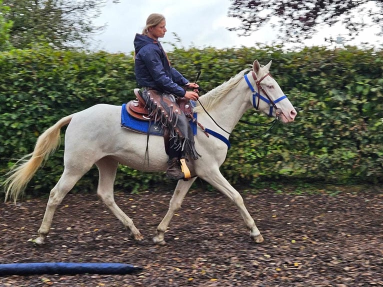 Sonstige Rassen Wallach 3 Jahre 152 cm Cremello in Linkenbach