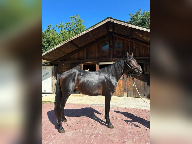 Sonstige Rassen Wallach 3 Jahre 153 cm Dunkelbrauner in Chiaserna
