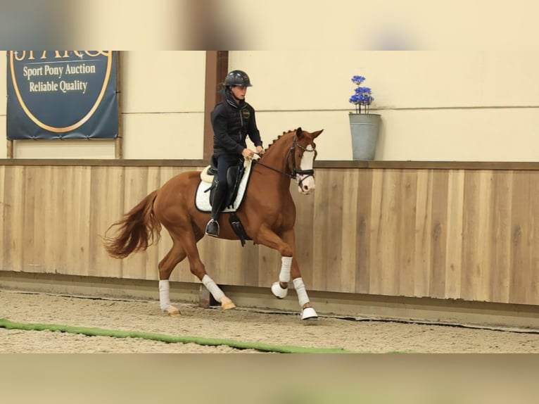 Sonstige Rassen Wallach 3 Jahre 154 cm  in Oost West en Middelbeers