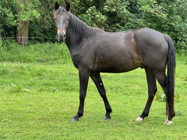 Sonstige Rassen Wallach 3 Jahre 156 cm Schwarzbrauner in HannoverHannover