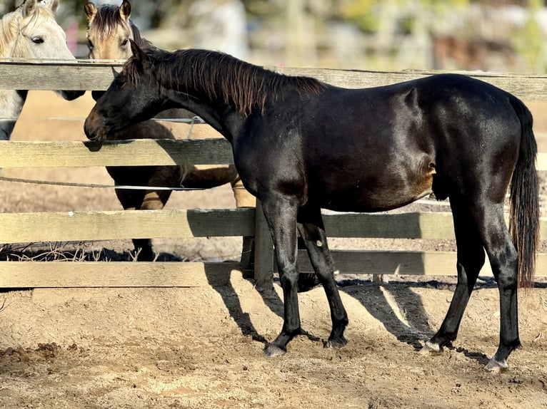 Sonstige Rassen Wallach 3 Jahre 156 cm Schwarzbrauner in HannoverHannover