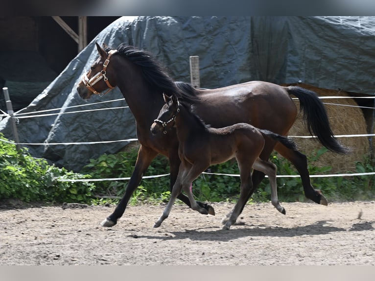 Sonstige Rassen Wallach 3 Jahre 156 cm Schwarzbrauner in HannoverHannover
