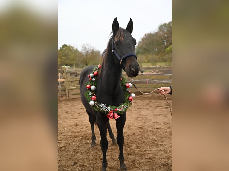 Sonstige Rassen Wallach 3 Jahre 156 cm Schwarzbrauner in HannoverHannover
