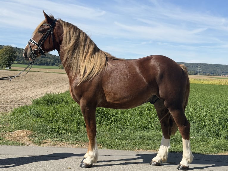 Sonstige Rassen Wallach 3 Jahre 157 cm Dunkelfuchs in Riedlingen