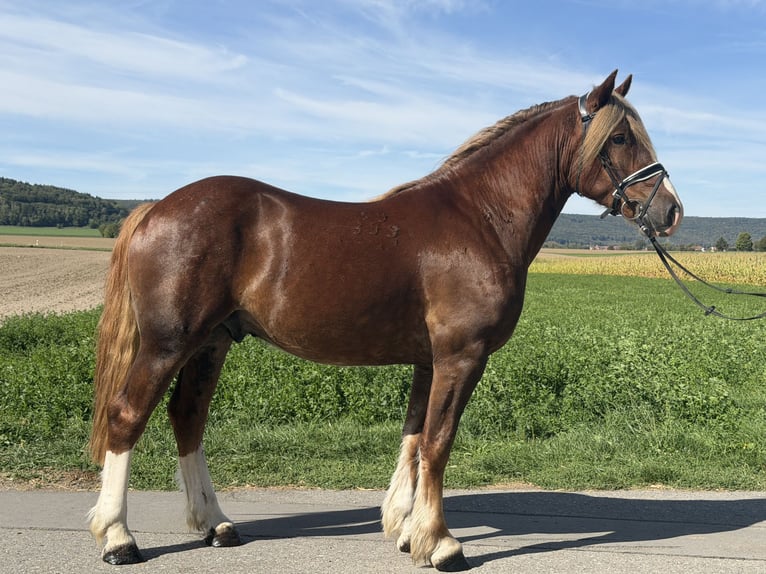 Sonstige Rassen Wallach 3 Jahre 157 cm Dunkelfuchs in Riedlingen