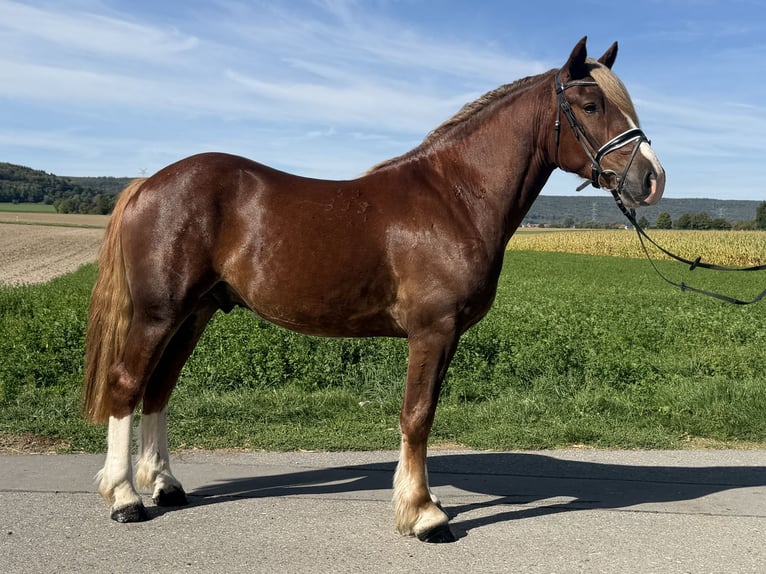 Sonstige Rassen Wallach 3 Jahre 157 cm Dunkelfuchs in Riedlingen