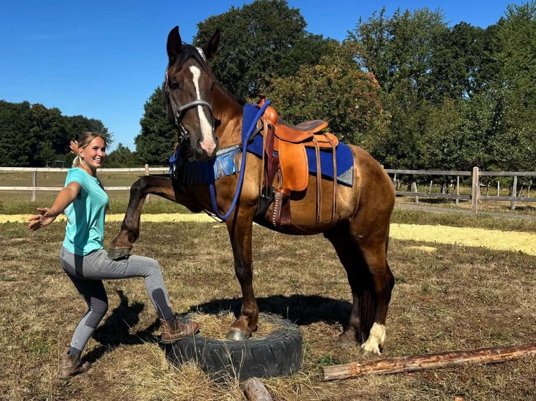 Sonstige Rassen Mix Wallach 3 Jahre 157 cm Dunkelfuchs in Linkenbach