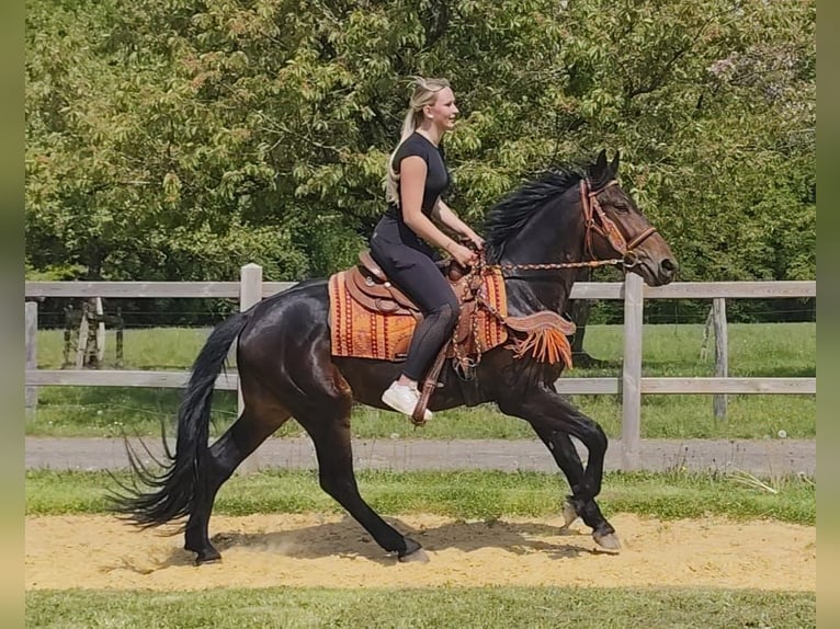 Sonstige Rassen Wallach 3 Jahre 157 cm  in Linkenbach